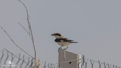 Karaalınlı Örümcekkuşu (Lanius minor) - Ankara / Gölbaşı kuş fotoğrafı