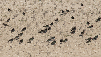 Kızkuşu (Vanellus vanellus) - Gaziantep / Nizip kuş fotoğrafı