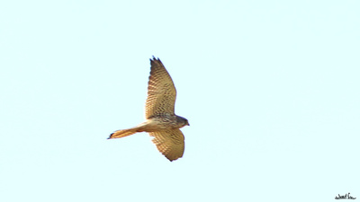 Kerkenez (Falco tinnunculus) - Bursa / Orhangazi kuş fotoğrafı