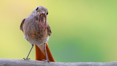 Kara Kızılkuyruk (Phoenicurus ochruros) - Artvin / Arhavi kuş fotoğrafı