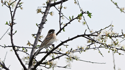 Bataklık Çintesi (Emberiza schoeniclus) - İstanbul / Tuzla kuş fotoğrafı