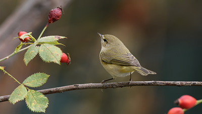 Çıvgın (Phylloscopus collybita) - Denizli / Merkezefendi kuş fotoğrafı