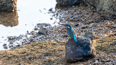Yalıçapkını (Alcedo atthis) - İstanbul / Tuzla kuş fotoğrafı
