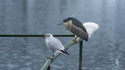 Gece Balıkçılı (Nycticorax nycticorax) - Malatya / Battalgazi kuş fotoğrafı