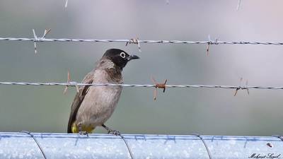 Arapbülbülü (Pycnonotus xanthopygos) - Antalya / Konyaaltı kuş fotoğrafı