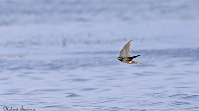 Kır Kırlangıcı (Hirundo rustica) - Isparta / Eğirdir kuş fotoğrafı