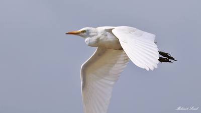 Sığır Balıkçılı (Ardea ibis) - Hatay / Samandağ kuş fotoğrafı