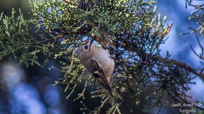 Çalıkuşu (Regulus regulus) - KKTC / Girne kuş fotoğrafı