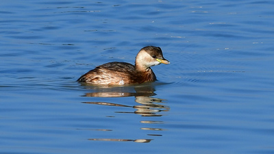 Küçük Batağan (Tachybaptus ruficollis) - İzmir / Balçova kuş fotoğrafı