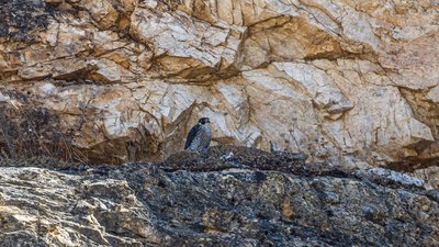 Gök Doğan (Falco peregrinus) - Kırklareli / Merkez kuş fotoğrafı