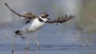 Halkalı Küçük Cılıbıt (Charadrius dubius) - Mersin / Mezitli kuş fotoğrafı