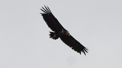 Kara Akbaba (Aegypius monachus) - Bolu / Gerede kuş fotoğrafı