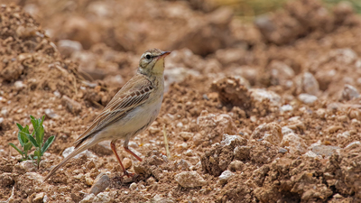 Kır İncirkuşu (Anthus campestris) - Malatya / Hekimhan kuş fotoğrafı