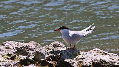 Sumru (Sterna hirundo) - Kastamonu / Abana kuş fotoğrafı