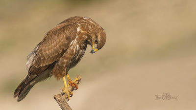 Şahin (Buteo buteo) - Bolu / Dörtdivan kuş fotoğrafı