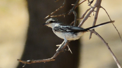 Maskeli Örümcekkuşu (Lanius nubicus) - İzmir / Dikili kuş fotoğrafı