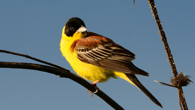Karabaşlı Çinte (Emberiza melanocephala) - Muş / Hasköy kuş fotoğrafı