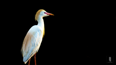 Sığır Balıkçılı (Ardea ibis) - Malatya / Battalgazi kuş fotoğrafı