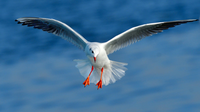 Karabaş Martı (Chroicocephalus ridibundus) - İzmir / Balçova kuş fotoğrafı