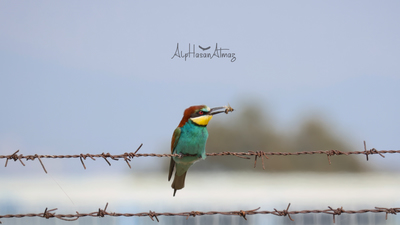 Arıkuşu (Merops apiaster) - İzmir / Çiğli kuş fotoğrafı
