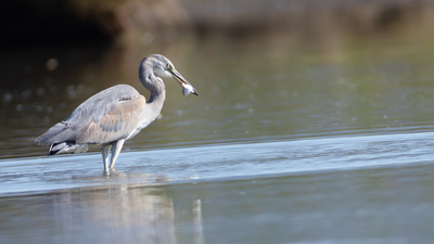 Gri Balıkçıl (Ardea cinerea) - Muğla / Fethiye kuş fotoğrafı
