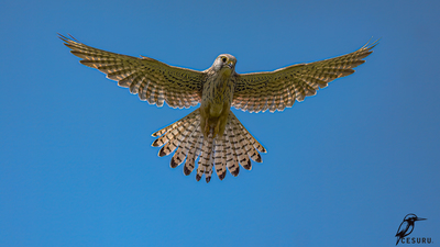 Kerkenez (Falco tinnunculus) - - / - kuş fotoğrafı