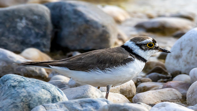 Halkalı Küçük Cılıbıt (Charadrius dubius) - Antalya / Konyaaltı kuş fotoğrafı