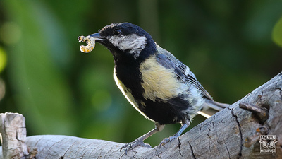 Büyük Baştankara (Parus major) - Ankara / Çamlıdere kuş fotoğrafı