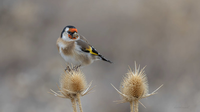 Saka (Carduelis carduelis) - Ankara / Gölbaşı kuş fotoğrafı