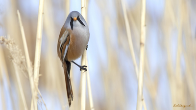 Bıyıklı Baştankara (Panurus biarmicus) - Ankara / Gölbaşı kuş fotoğrafı