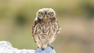 Kukumav (Athene noctua) - İzmir / Çiğli kuş fotoğrafı