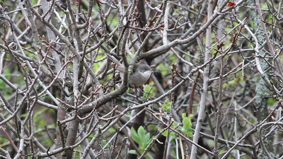 Maskeli Ötleğen (Curruca melanocephala) - Tokat / Zile kuş fotoğrafı