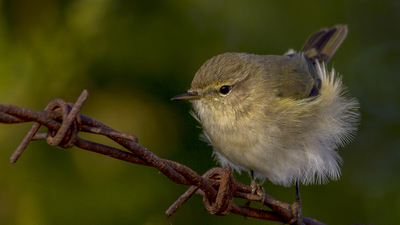 Çıvgın (Phylloscopus collybita) - Ankara / Gölbaşı kuş fotoğrafı