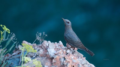 Gökardıç (Monticola solitarius) - Antalya / Muratpaşa kuş fotoğrafı