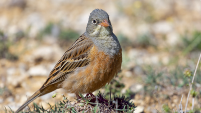 Kirazkuşu (Emberiza hortulana) - Ankara / Kahramankazan kuş fotoğrafı