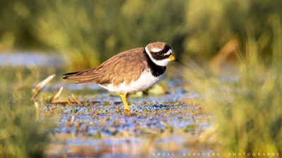 Halkalı Küçük Cılıbıt (Charadrius dubius) - Eskişehir / Tepebaşı kuş fotoğrafı
