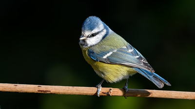 Mavi Baştankara (Cyanistes caeruleus) - Denizli / Merkezefendi kuş fotoğrafı