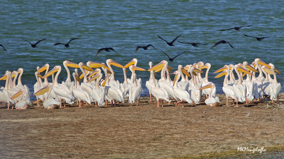 Ak Pelikan (Pelecanus onocrotalus) - Amasya / Merzifon kuş fotoğrafı