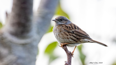 Dağbülbülü (Prunella modularis) - İstanbul / Sarıyer kuş fotoğrafı