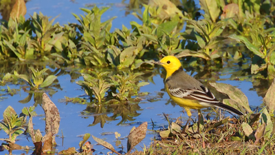 Sarıbaşlı Kuyruksallayan (Motacilla citreola) - Malatya / Battalgazi kuş fotoğrafı