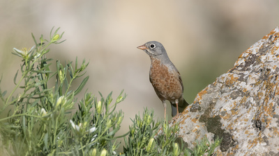 Doğu Kirazkuşu (Emberiza buchanani) - Ağrı / Doğubayazıt kuş fotoğrafı