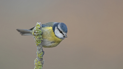 Mavi Baştankara (Cyanistes caeruleus) - Balıkesir / Gönen kuş fotoğrafı