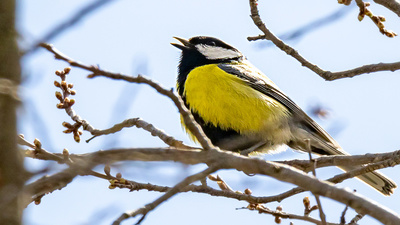 Büyük Baştankara (Parus major) - Isparta / Gönen kuş fotoğrafı