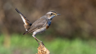 Mavigerdan (Luscinia svecica) - KKTC / Lefkoşa kuş fotoğrafı